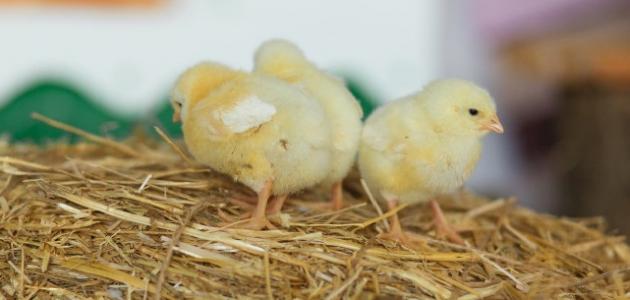 تربية الصيصان صورة مقال تربية الصيصان