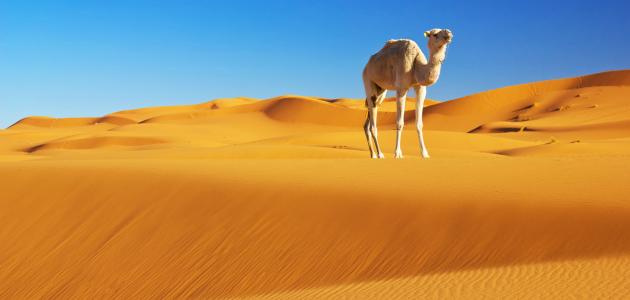 كيف ذبح الجمل صورة مقال كيف ذبح الجمل