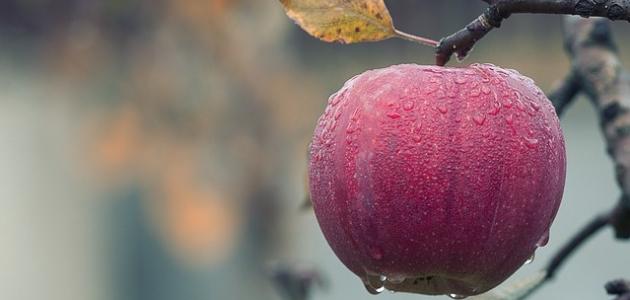 أطعمة تمنع الإمساك صورة مقال أطعمة تمنع الإمساك