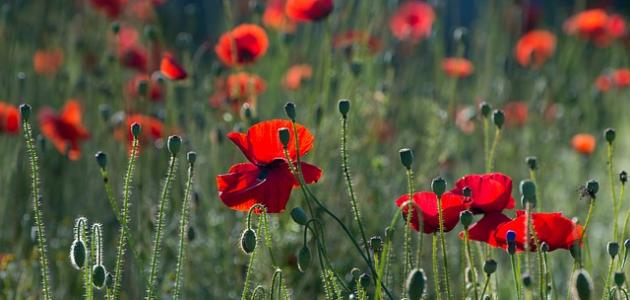 أجمل الزهور الطبيعية في العالم صورة مقال أجمل الزهور الطبيعية في العالم