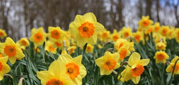 أجمل الزهور في العالم صورة مقال أجمل الزهور في العالم