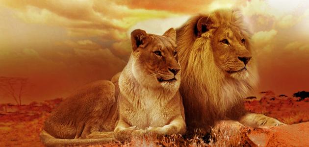 حكم عن عزة النفس صورة مقال حكم عن عزة النفس