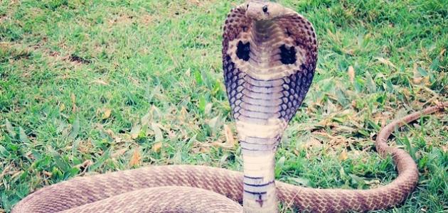 أكبر أفعى صورة مقال أكبر أفعى