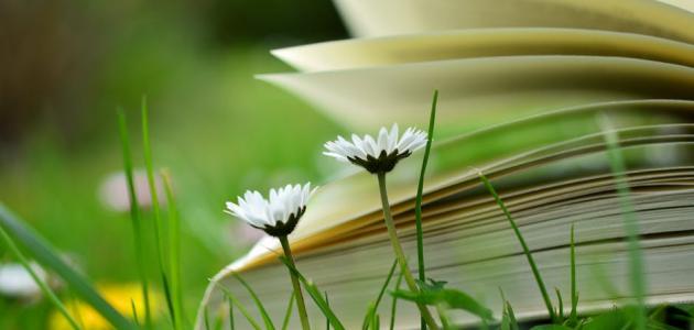 حكم شعرية قصيرة صورة مقال حكم شعرية قصيرة