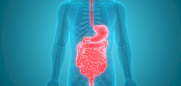 كيف يتم الهضم الكيميائي صورة مقال كيف يتم الهضم الكيميائي