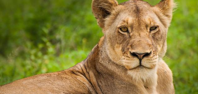 اسم أنثى الأسد صورة مقال اسم أنثى الأسد
