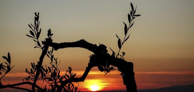 قصائد عن الوطن لمحمود درويش صورة مقال قصائد عن الوطن لمحمود درويش