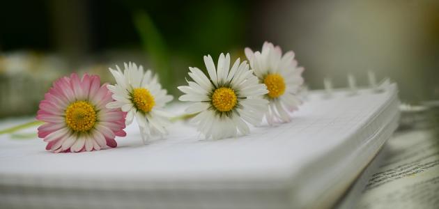 أجمل عبارات للأصدقاء صورة مقال أجمل عبارات للأصدقاء