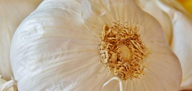 ماسك الثوم للشعر صورة مقال ماسك الثوم للشعر