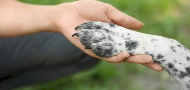 أهمية الرفق بالحيوان صورة مقال أهمية الرفق بالحيوان