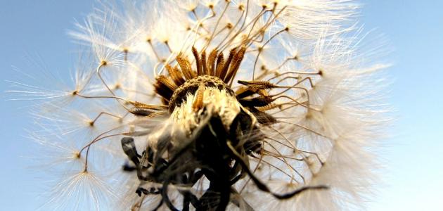 كيفية زراعة بذور الورد صورة مقال كيفية زراعة بذور الورد