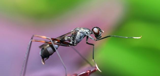 اسم ذكر النمل صورة مقال اسم ذكر النمل