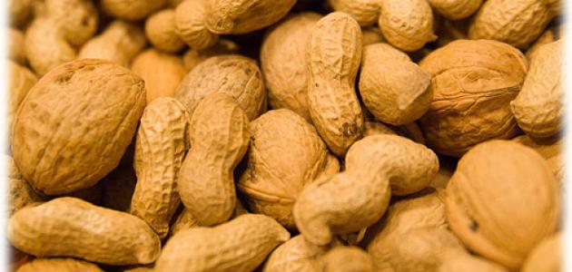 كيف يزرع الفول السوداني صورة مقال كيف يزرع الفول السوداني