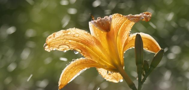 أهمية الدعاء عند نزول المطر صورة مقال أهمية الدعاء عند نزول المطر