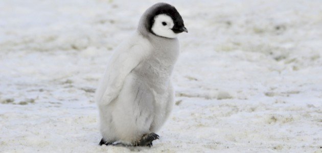 اسم صغير البطريق صورة مقال اسم صغير البطريق