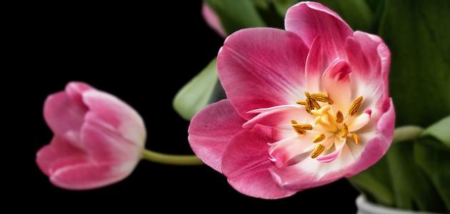 أجمل أنواع الورود وأسماؤها صورة مقال أجمل أنواع الورود وأسماؤها