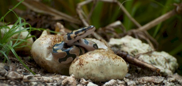 اسم صغير الثعبان صورة مقال اسم صغير الثعبان