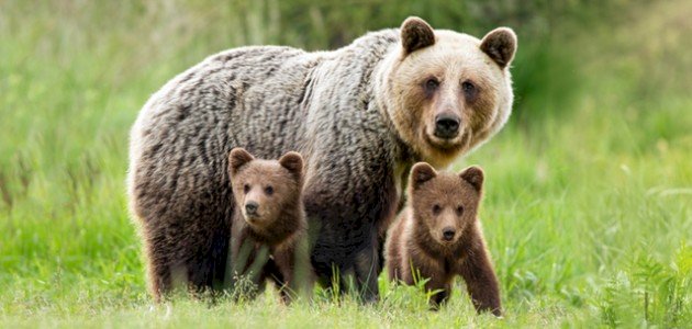 ابن الدب صورة مقال ابن الدب