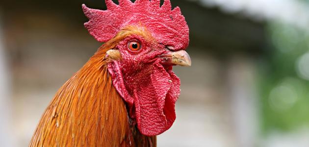 اسم صوت الديك صورة مقال اسم صوت الديك