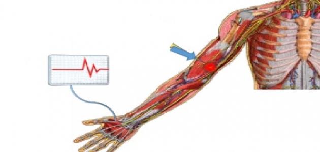 كيف يعمل الجهاز العصبي صورة مقال كيف يعمل الجهاز العصبي