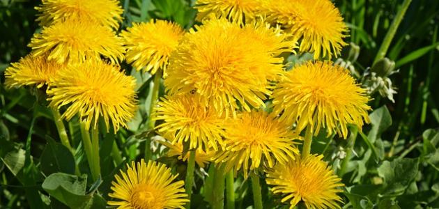 طريقة زراعة الهندباء صورة مقال طريقة زراعة الهندباء