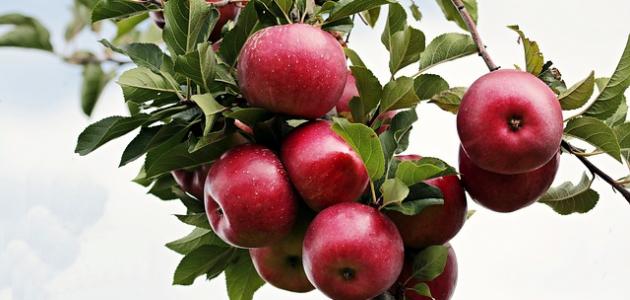 أطعمة تحسن المزاج وترفع المعنويات صورة مقال أطعمة تحسن المزاج وترفع المعنويات