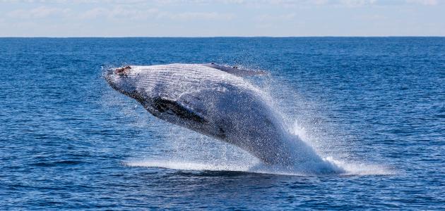 أين يعيش الحوت الأزرق صورة مقال أين يعيش الحوت الأزرق