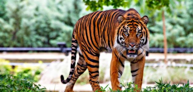 كم تبلغ سرعة النمر صورة مقال كم تبلغ سرعة النمر