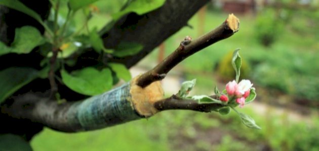 تطعيم الأشجار صورة مقال تطعيم الأشجار