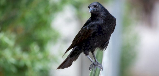 أين يعيش الغراب صورة مقال أين يعيش الغراب