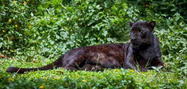 أين يعيش الفهد صورة مقال أين يعيش الفهد