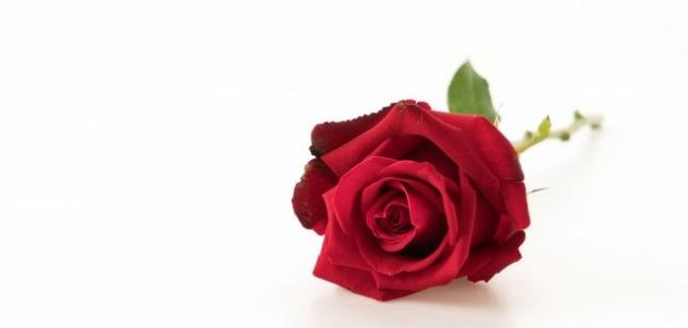 أجمل كلام الحب والعشق والرومانسية صورة مقال أجمل كلام الحب والعشق والرومانسية