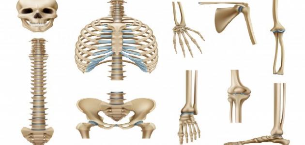 كم عظمة فى جسم الإنسان صورة مقال كم عظمة فى جسم الإنسان