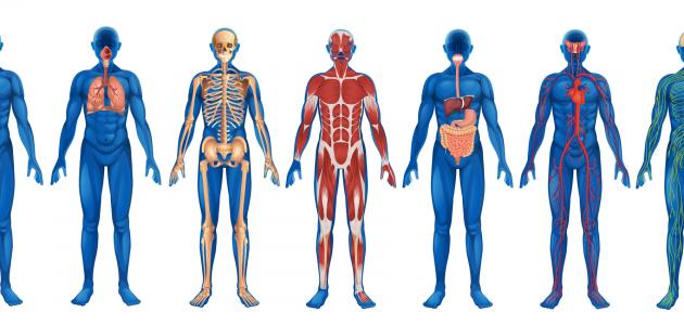تعريف بجسم الإنسان صورة مقال تعريف بجسم الإنسان