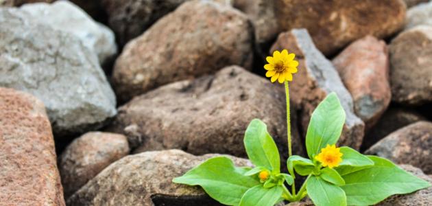 أجمل عبر في الحياة صورة مقال أجمل عبر في الحياة