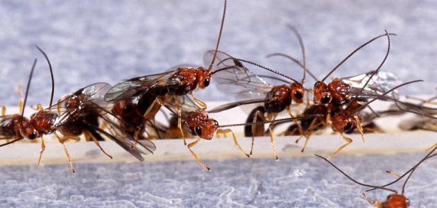 كيفية التخلص من الحشرات الطائرة الصغيرة في المطبخ صورة مقال كيفية التخلص من الحشرات الطائرة الصغيرة في المطبخ