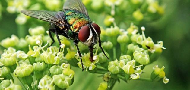 كيفية طرد الذباب من الحديقة صورة مقال كيفية طرد الذباب من الحديقة