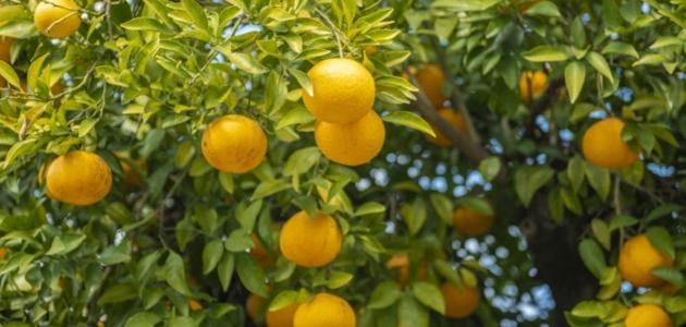 مراحل نمو شجرة الليمون صورة مقال مراحل نمو شجرة الليمون
