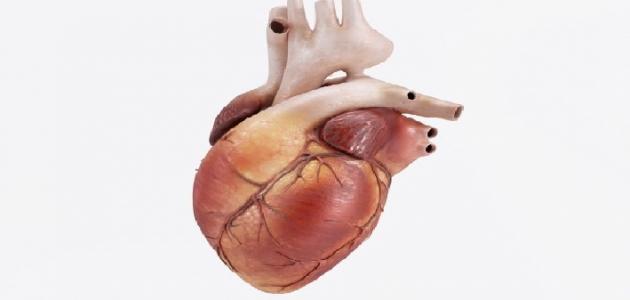 كم عضلة في القلب صورة مقال كم عضلة في القلب