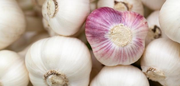 طريقة عصر الثوم للشعر صورة مقال طريقة عصر الثوم للشعر