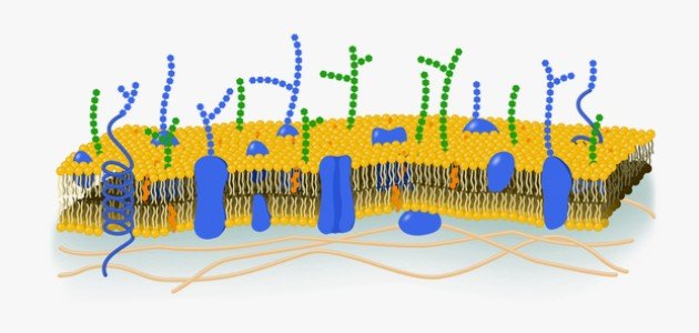 تركيب الغشاء البلازمي صورة مقال تركيب الغشاء البلازمي