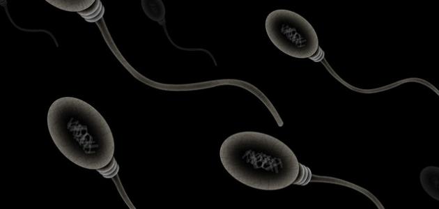 أسباب تشوه الحيوان المنوي صورة مقال أسباب تشوه الحيوان المنوي