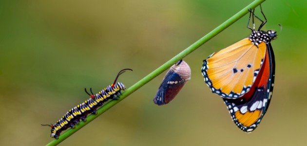 اسم صغير الفراشة صورة مقال اسم صغير الفراشة