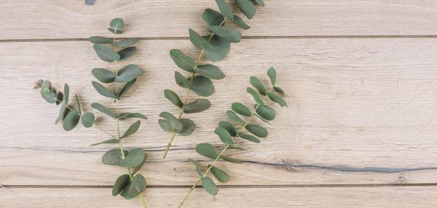 فوائد الكالبتوس صورة مقال فوائد الكالبتوس