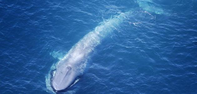 أكبر حوت صورة مقال أكبر حوت
