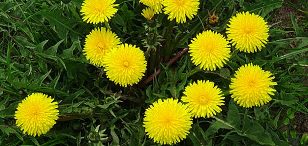 أهم الأعشاب المفيدة للكلى صورة مقال أهم الأعشاب المفيدة للكلى