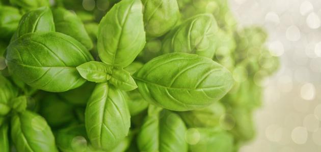 أعشاب لتفتيت حصى الكلى صورة مقال أعشاب لتفتيت حصى الكلى