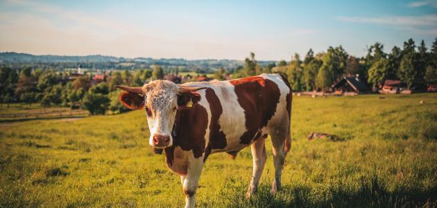 ما صوت البقرة صورة مقال ما صوت البقرة