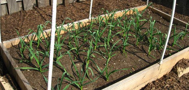 كيفية زراعة الثوم في المنزل صورة مقال كيفية زراعة الثوم في المنزل