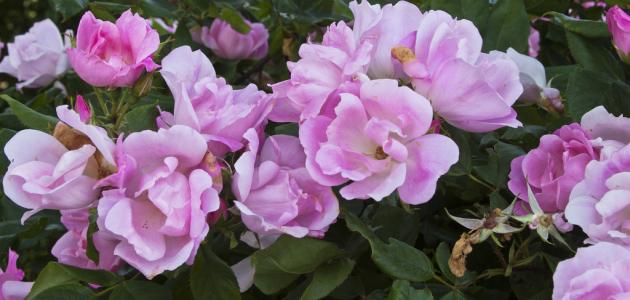 كيف أحافظ على الورد الطبيعي لمدة طويلة صورة مقال كيف أحافظ على الورد الطبيعي لمدة طويلة